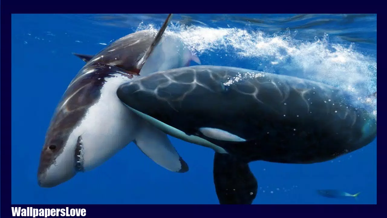 Orca Wallpaper APK pour Android Télécharger Orca Wallpaper APK pour Android Télécharger