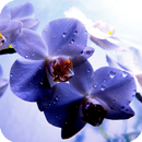 Orchid Pack 3 Live Wallpaper APK