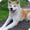 Akita Dog Wallpaper