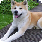 Akita Dog Wallpaper icon