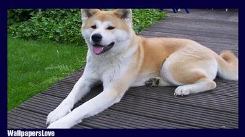 Akita Dog Wallpaper screenshot 3