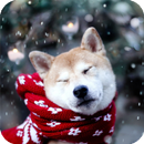 Akita Pack 2 Live Wallpaper APK