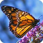 Butterfly HD Live Wallpaper ikon