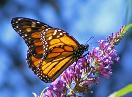 Butterfly HD Live Wallpaper penulis hantaran