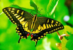 Butterfly HD Live Wallpaper syot layar 1