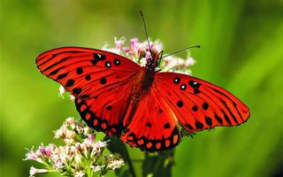 Butterfly HD Live Wallpaper syot layar 2