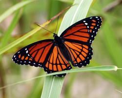 Butterfly HD Live Wallpaper syot layar 3