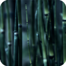 APK Bamboo Live Wallpaper