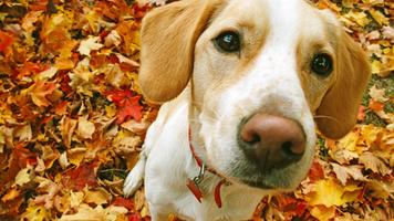 Beagle Dog Live Wallpaper ポスター