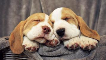 Beagle Dog Live Wallpaper スクリーンショット 1