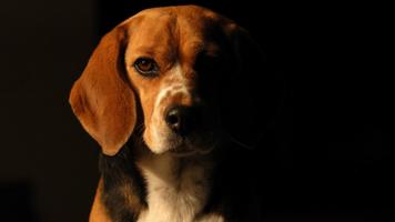 Beagle Dog Live Wallpaper スクリーンショット 2