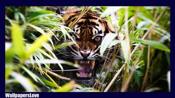 Big Cats Wallpaper اسکرین شاٹ 1