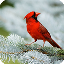 Bird HD Live Wallpaper APK