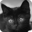 Black Cats HD Live Wallpaper