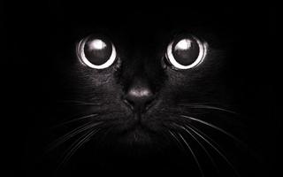 Black Cats HD Live Wallpaper Screenshot 2