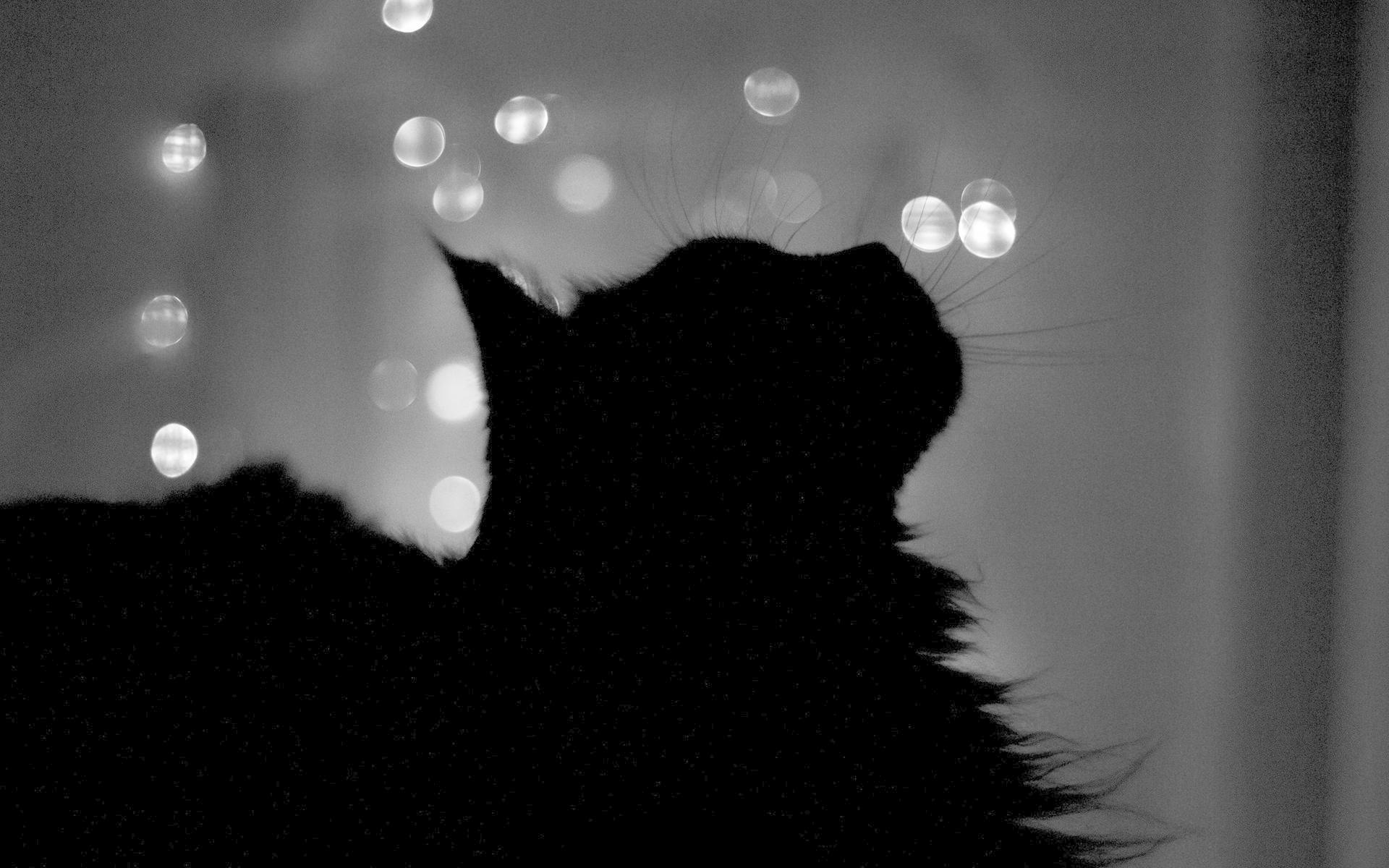 Одинокий кот. Черная кошка ночью. Силуэт кошки на фоне Луны. Черная кошка на фоне Луны. Песня кошка ночь