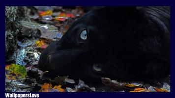 Black Panther Pack 3 LWP screenshot 1