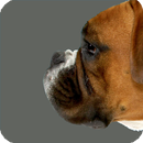 Boxer Dog Wallpaper APK