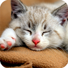 Cute Cat Live Wallpaper أيقونة