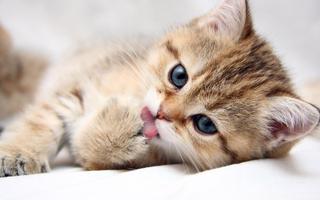 Cute Cat Live Wallpaper اسکرین شاٹ 1