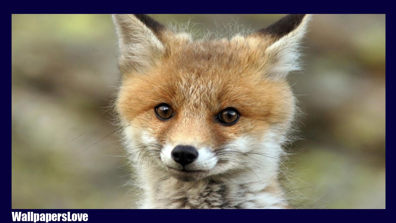 Cute Fox Wallpaper For Android Apk Download Cute Fox Wallpaper For Android Apk Download