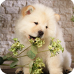 Chow Chow Wallpaper