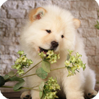 Chow Chow Wallpaper 图标