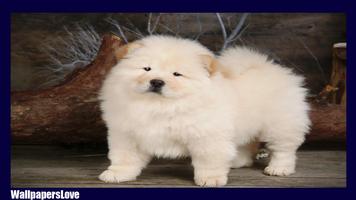 Chow Chow Wallpaper poster