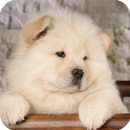 Chow Chow Pack 3 Wallpaper APK