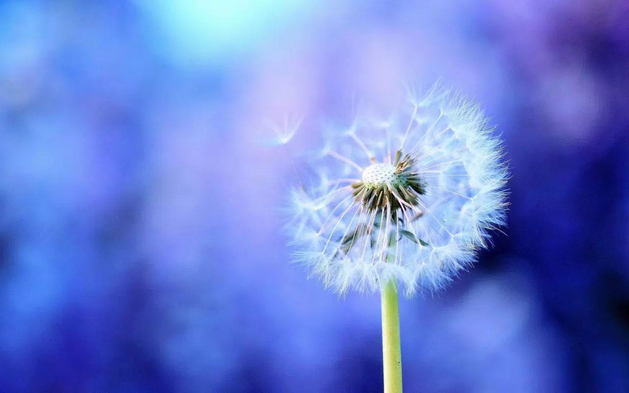 Dandelion meaning in malay