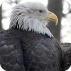 Eagle Wallpaper أيقونة