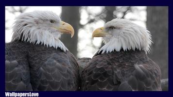Eagle Wallpaper الملصق