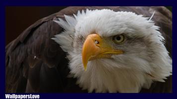 Eagle Wallpaper تصوير الشاشة 1