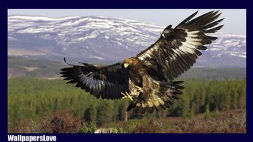Eagle Wallpaper تصوير الشاشة 2