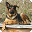 German Shepherd Pack 3 LWP