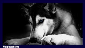 Siberian Husky Pack 2 LWP poster