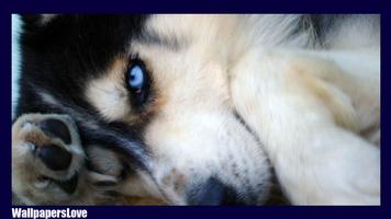 Siberian Husky Pack 2 LWP screenshot 1