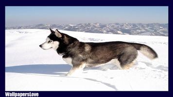 Siberian Husky Pack 2 LWP screenshot 3