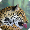 Jaguar Animal Live Wallpaper