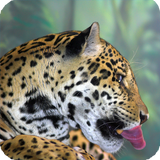 Jaguar Animal Live Wallpaper icône