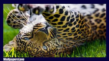 Jaguar Animal Live Wallpaper screenshot 1