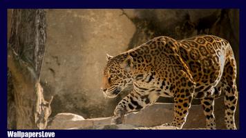 Jaguar Animal Live Wallpaper capture d'écran 2