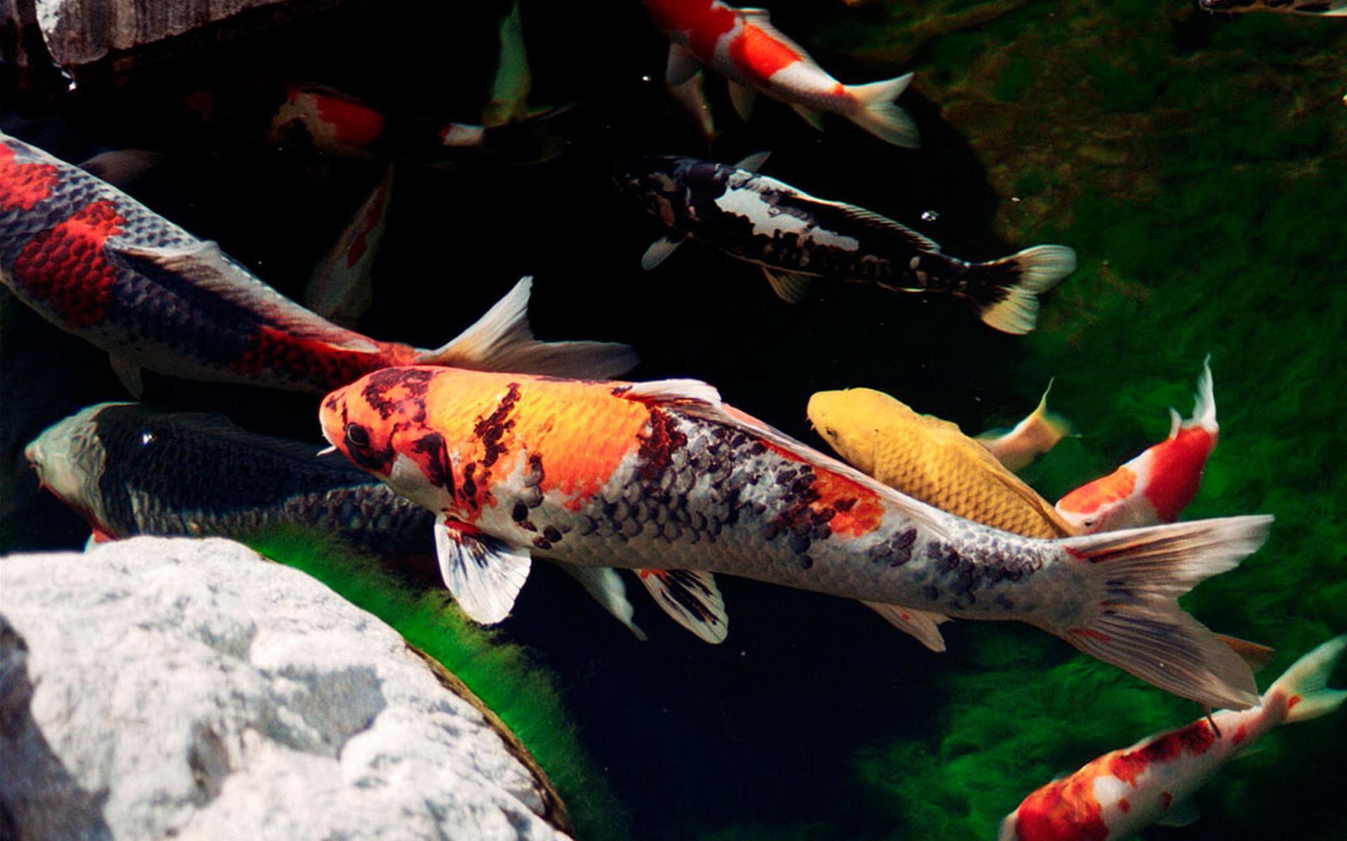 Koi Fish Live Wallpaper APK للاندرويد تنزيل