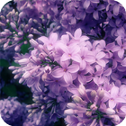 Lilac Live Wallpaper أيقونة