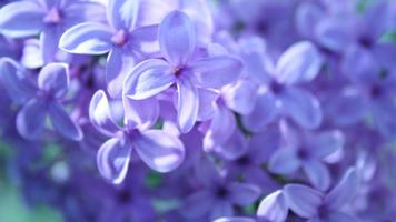 2 Schermata Lilac Live Wallpaper