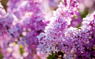 Lilac Live Wallpaper 截圖 3