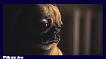 Pug Dog Pack 2 Wallpaper screenshot 1