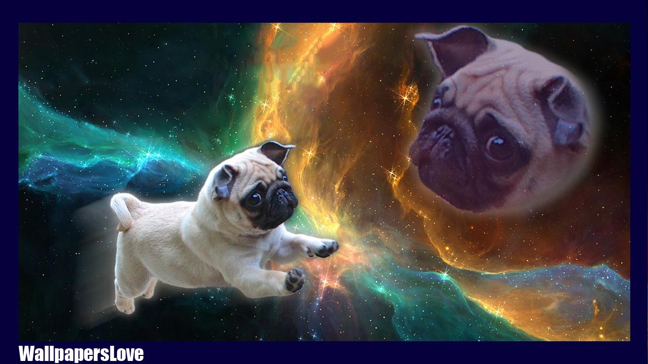 Pug Dog Pack 2 Wallpaper For Android Apk Download - pug dog roblox