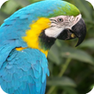 Parrot Bird Live Wallpaper