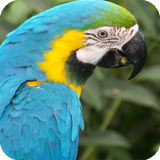 Parrot Bird Live Wallpaper icône